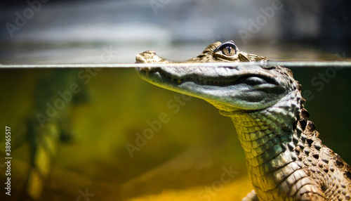 Naklejka natura dżungla aligator