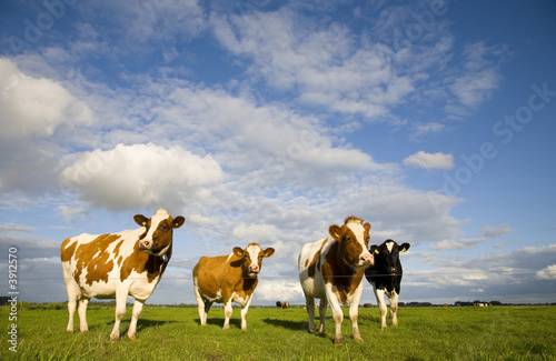 Obraz na płótnie krowa wiejski pole rolnictwo