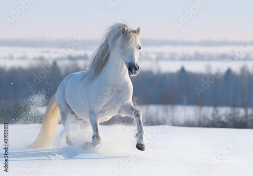 Fotoroleta natura arabian kucyk piękny ciało