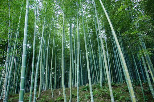 Naklejka park zen japoński drzewa