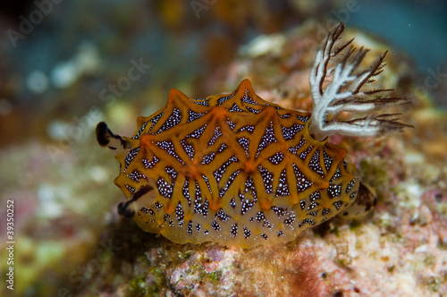 Naklejka fauna krab plaża rekin