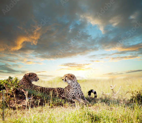 Naklejka narodowy ssak safari park natura