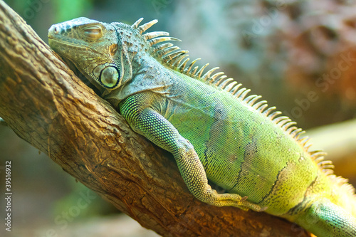 Fotoroleta widok dżungla natura piękny zwierzę