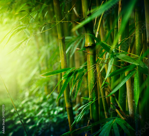 Plakat wschód bambus tropikalny chiny zen