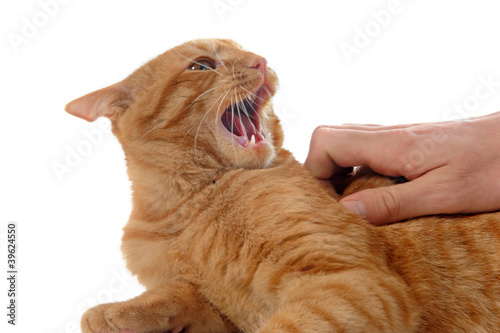 Fototapeta zwierzę kocur ładny kot