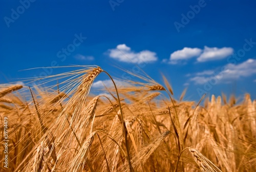 Fotoroleta wiejski roślina natura