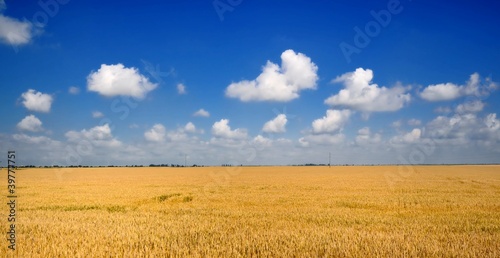 Fotoroleta roślina jedzenie wieś zboże pole