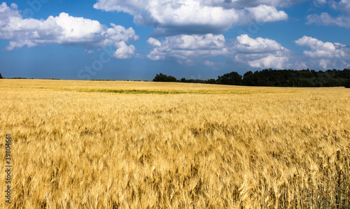 Fotoroleta słoma rolnictwo natura żniwa trawa