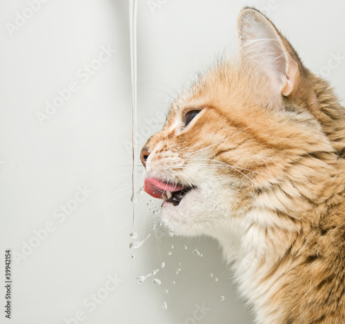 Fotoroleta świeży zwierzę kot ssak woda