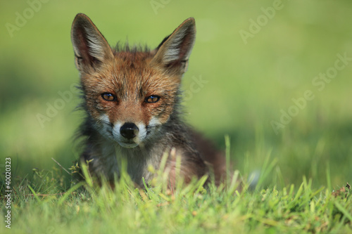 Obraz na płótnie portret natura ładny