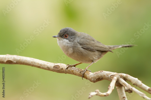 Fotoroleta natura ptak woda uroda