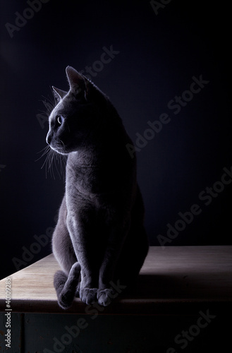 Naklejka rasowy ładny kot czarny