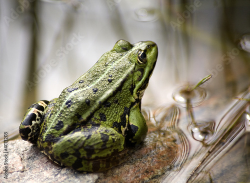 Fotoroleta woda żaba natura