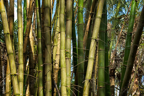 Obraz na płótnie natura bezdroża bambus tropikalny dżungla