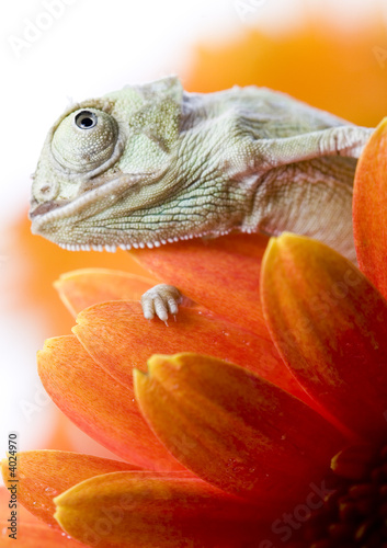 Fototapeta natura tulipan gad