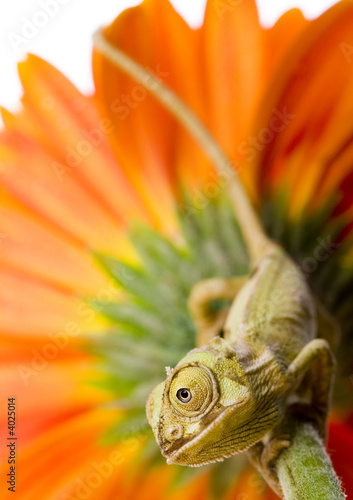 Fototapeta tulipan zwierzę gad