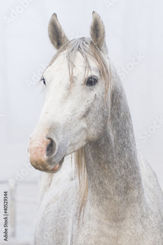 Fototapeta mężczyzna ogier koń