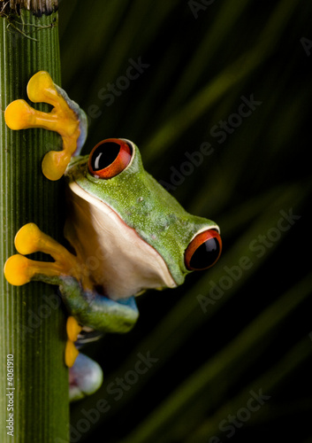 Naklejka żaba fauna abstrakcja oko