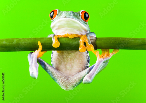 Naklejka zwierzę żaba natura bambus płaz