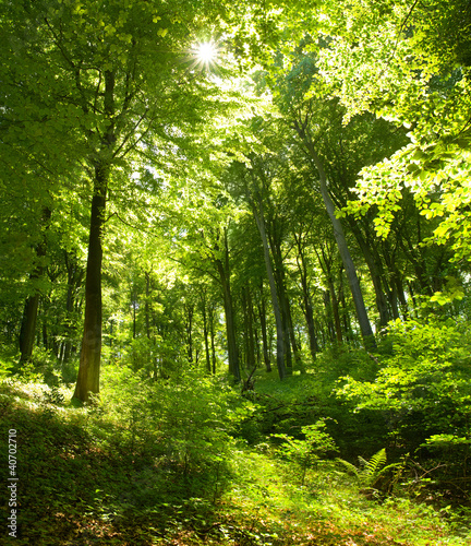 Naklejka natura drzewa słońce roślina