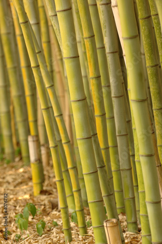 Naklejka wzór roślina japoński azjatycki bambus