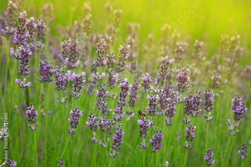 Fotoroleta natura ogród krzew