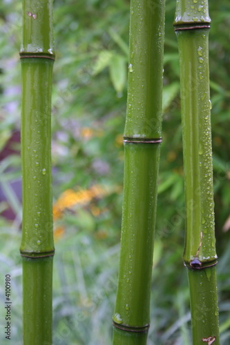 Naklejka roślina bambus słoma