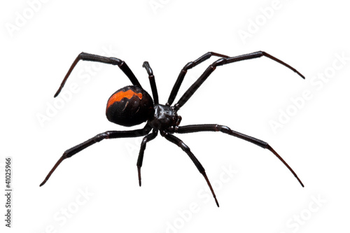 Fototapeta pająk zagrażających arachnofobia
