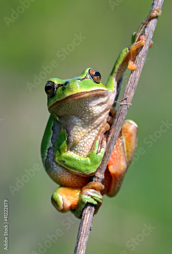 Plakat natura las tropikalny egzotyczny roślinność