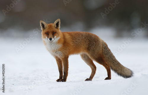 Naklejka natura śnieg oko