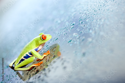 Fotoroleta woda żaba natura zwierzę