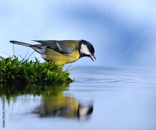 Fototapeta zwierzę fontanna fauna