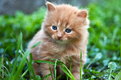 Fotoroleta Piękny rudy kociak
