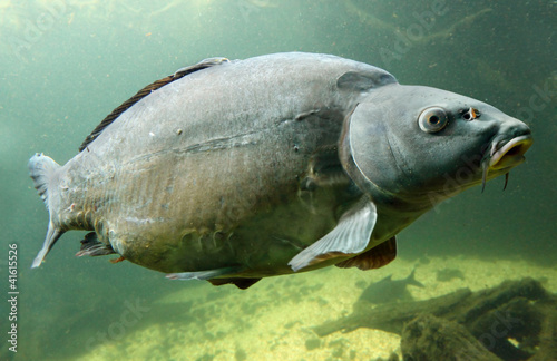 Obraz na płótnie fauna sum woda sport dziki