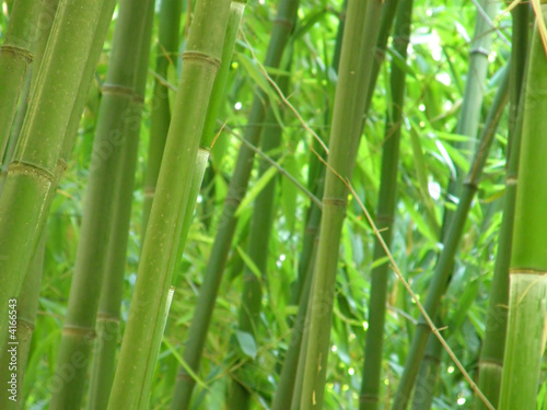 Obraz na płótnie bambus las azja drzewa