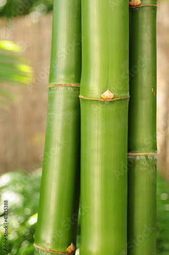 Naklejka natura roślina bambus