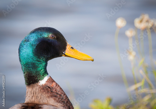 Naklejka portret zwierzę natura ptak mężczyzna