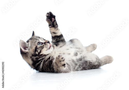 Fotoroleta ssak kociak zwierzę