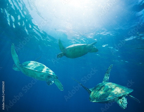 Plakat zwierzę ryba natura