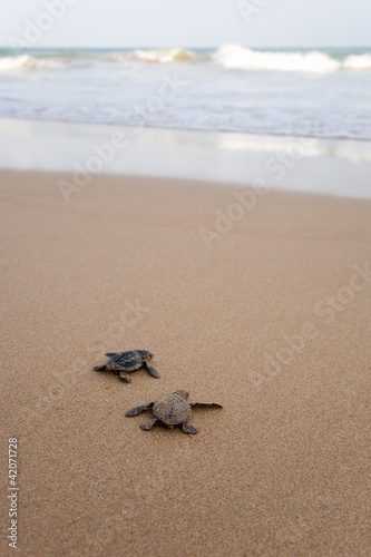 Fotoroleta plaża ładny zwierzę woda