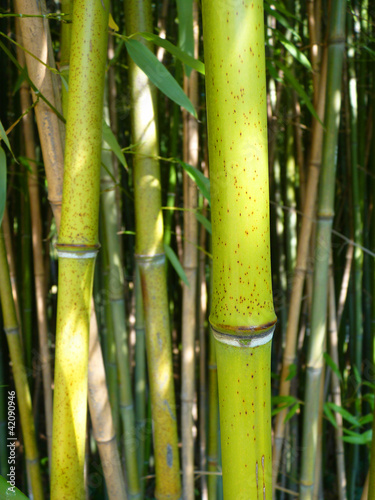 Naklejka słońce bambus lato dżungla las