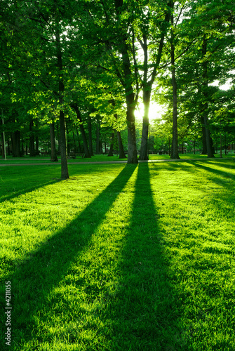 Naklejka pejzaż park las