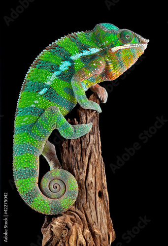 Plakat natura gad kameleon zwierzę