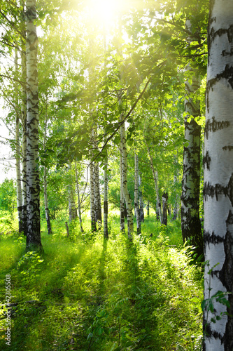 Fototapeta park bezdroża rosja drzewa