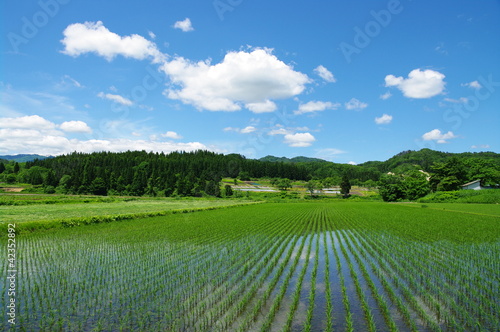 Plakat pole góra wieś japonia błękitne niebo