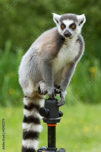 Fotoroleta natura holandia piękny