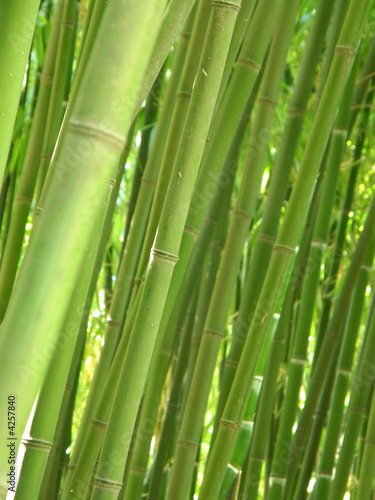 Obraz na płótnie tropikalny ogród bambus drzewa trawa