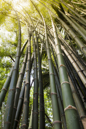 Naklejka spokojny japoński natura dżungla