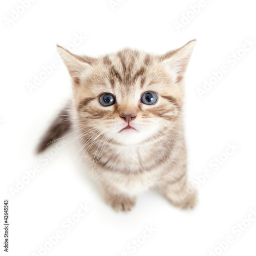 Plakat zdrowy ładny kot ssak kociak