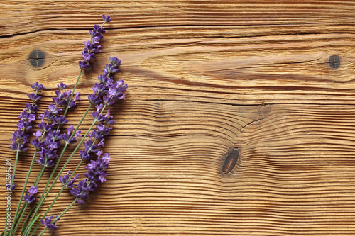 Fotoroleta prowansja kwiat lawenda natura flora